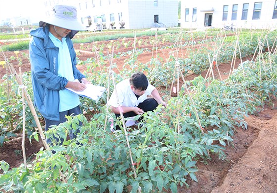 快活林實驗田 (1)
