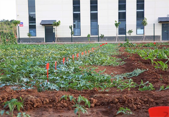 快活林實驗田 (2)