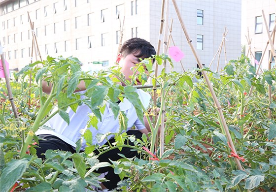 快活林實(shí)驗(yàn)田 (4)