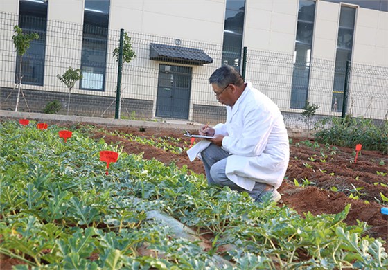 快活林實(shí)驗(yàn)田 (5)