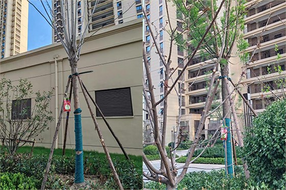 小區(qū)復(fù)壯1