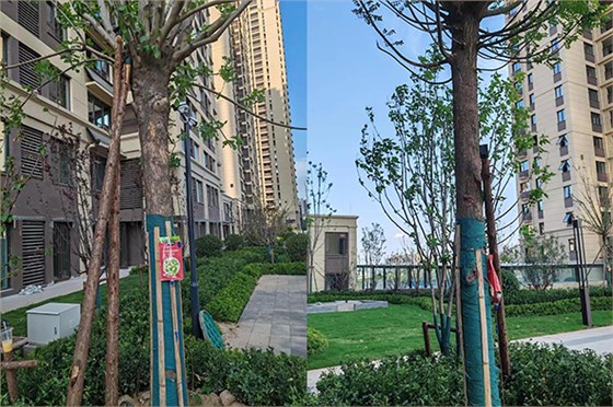 小區(qū)復(fù)壯2