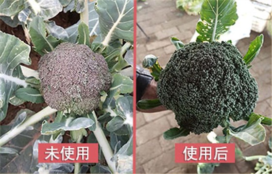 西藍(lán)花防凍