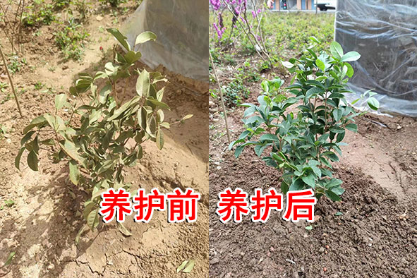 【案例分享】陜西榆林樹苗恢復(fù)