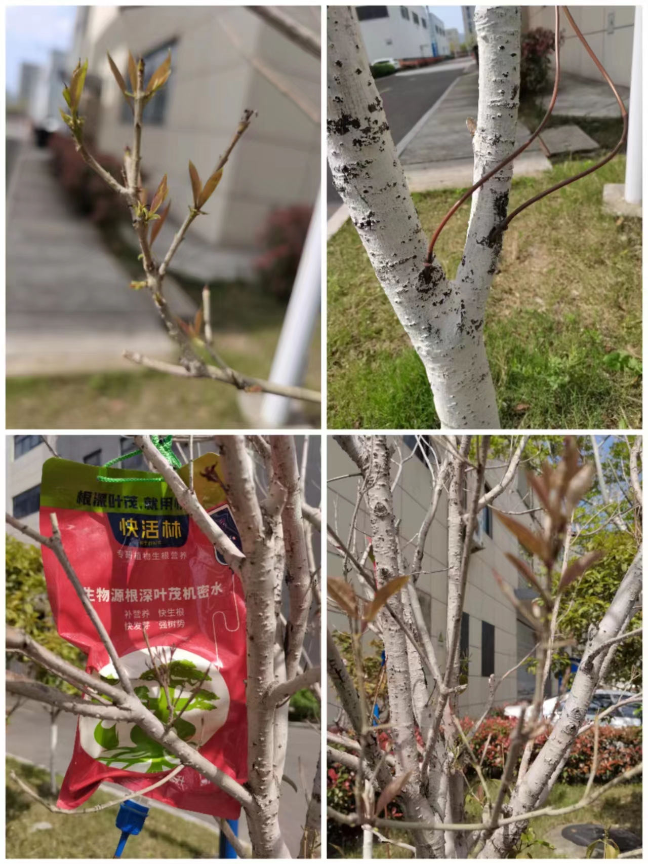 桂花用營(yíng)養(yǎng)液起死回生 (1)