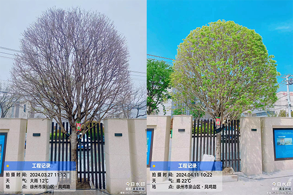 【案例分享】快活林大樹營養(yǎng)液苗木復(fù)壯1