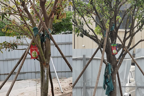 【案例分享】快活林大樹營養(yǎng)液苗木復(fù)壯2