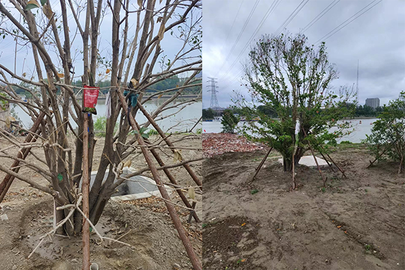 【案例分享】快活林大樹營養(yǎng)液苗木復(fù)壯4