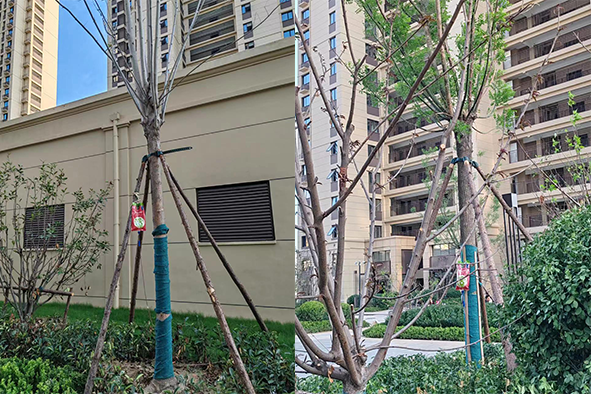 【案例分享】快活林大樹營養(yǎng)液小區(qū)苗木復(fù)壯