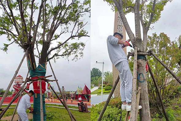 【案例分享】快活林大樹營養(yǎng)液公園苗木復(fù)壯