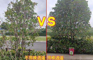 根逍遙對(duì)比1