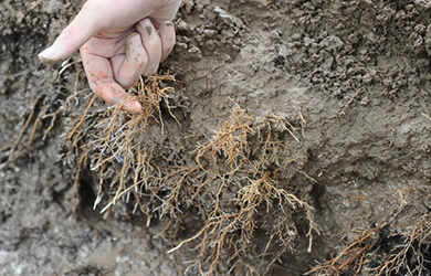 大樹生根液使用 (3)