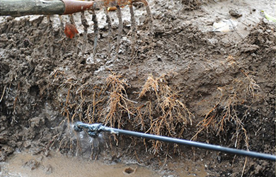 大樹生根液使用 (4)