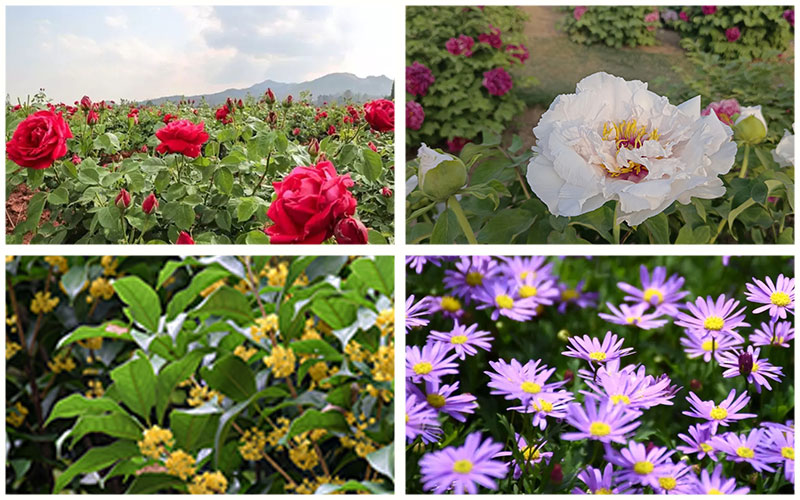 驕艷案例見(jiàn)證