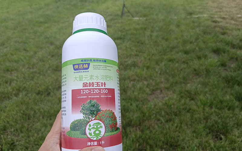 金枝玉葉案例見證